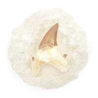 Shark Tooth Fossil [On Matrix Large ]