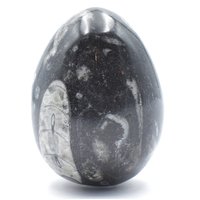 Orthoceras Egg Carving
