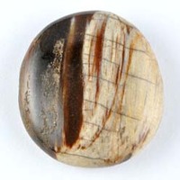 Petrified Wood Palm Stone